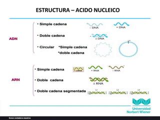 ESTRUCTURA – ACIDO NUCLEICO
 