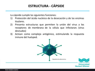 La cápside cumple las siguientes funciones:
1) Protección del ácido nucleico de la desecación y de las enzimas
tisulares.
2) Presenta estructuras que permiten la unión del virus a los
receptores de membrana de la célula que infectaran. (virus
desnudos)
3) Actúan como complejo antigénico, estimulando la respuesta
inmune del huésped.
ESTRUCTURA - CÁPSIDE
 