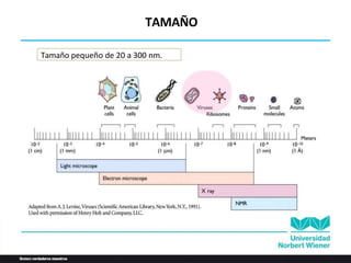 TAMAÑO
Tamaño pequeño de 20 a 300 nm.
 