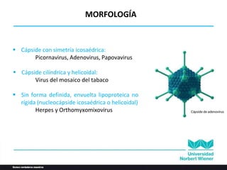  Cápside con simetría icosaédrica:
Picornavirus, Adenovirus, Papovavirus
 Cápside cilíndrica y helicoidal:
Virus del mosaico del tabaco
 Sin forma definida, envuelta lipoproteica no
rígida (nucleocápside icosaédrica o helicoidal)
Herpes y Orthomyxomixovirus
MORFOLOGÍA
 