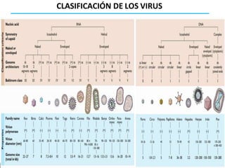 CLASIFICACIÓN DE LOS VIRUS
 