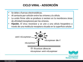 CICLO VIRAL - ADSORCIÓN
• Se debe a fuerzas electrostáticas.
• Al contacto por colisión entre los viriones y la célula.
• La unión firme sólo se produce si existen en la membrana áreas
de afinidad (receptores) por los viriones.
• Fijación. El virus reconoce y se une a una célula hospedera a
través de una molécula receptora situada en la superficie celular.
 