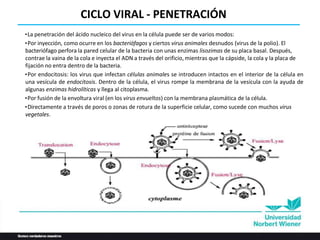 •La penetración del ácido nucleico del virus en la célula puede ser de varios modos:
•Por inyección, como ocurre en los bacteriófagos y ciertos virus animales desnudos (virus de la polio). El
bacteriófago perfora la pared celular de la bacteria con unas enzimas lisozimas de su placa basal. Después,
contrae la vaina de la cola e inyecta el ADN a través del orificio, mientras que la cápside, la cola y la placa de
fijación no entra dentro de la bacteria.
•Por endocitosis: los virus que infectan células animales se introducen intactos en el interior de la célula en
una vesícula de endocitosis. Dentro de la célula, el virus rompe la membrana de la vesícula con la ayuda de
algunas enzimas hidrolíticas y llega al citoplasma.
•Por fusión de la envoltura viral (en los virus envueltos) con la membrana plasmática de la célula.
•Directamente a través de poros o zonas de rotura de la superficie celular, como sucede con muchos virus
vegetales.
CICLO VIRAL - PENETRACIÓN
 