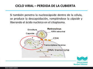 Si también penetra la nucleocápside dentro de la célula,
se produce la descapsidación, rompiéndose la cápside y
liberando el ácido nucleico en el citoplasma.
CICLO VIRAL – PERDIDA DE LA CUBIERTA
 