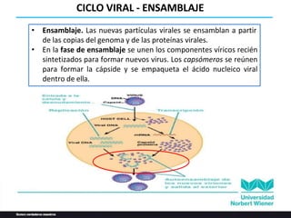 • Ensamblaje. Las nuevas partículas virales se ensamblan a partir
de las copias del genoma y de las proteínas virales.
• En la fase de ensamblaje se unen los componentes víricos recién
sintetizados para formar nuevos virus. Los capsómeros se reúnen
para formar la cápside y se empaqueta el ácido nucleico viral
dentro de ella.
CICLO VIRAL - ENSAMBLAJE
 