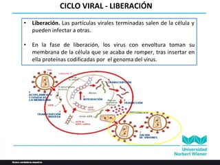 • Liberación. Las partículas virales terminadas salen de la célula y
pueden infectar a otras.
• En la fase de liberación, los virus con envoltura toman su
membrana de la célula que se acaba de romper, tras insertar en
ella proteínas codificadas por el genoma del virus.
CICLO VIRAL - LIBERACIÓN
 