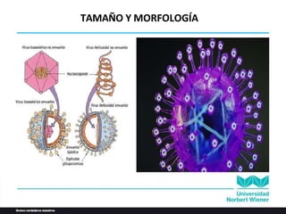 TAMAÑO Y MORFOLOGÍA
 