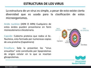 ESTRUCTURA DE LOS VIRUS
La estructura de un virus es simple, a pesar de esto existe cierta
diversidad que es usada para la clasificación de estos
microorganismos.
Acido nucleico (ADN O ARN) Cualquiera de
estos ácidos pueden presentarse en form
monocatenaria o bicatenaria.
Capside: Cubierta proteica que rodea al Ac.
Nucleico, esta formada por numerosas copias
de una proteína (Capsómero)
Envoltura: Solo la presentan los “virus
envueltos” está constituída por lipoproteínas
de origen celular en la que se insertan
glicoproteínas.
 