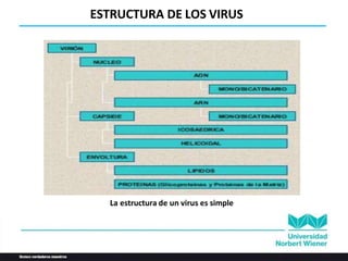 ESTRUCTURA DE LOS VIRUS
La estructura de un virus es simple
 