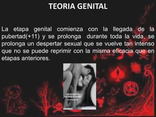 TEORIA GENITAL
La etapa genital comienza con la llegada de la
pubertad(+11) y se prolonga durante toda la vida, se
prolonga un despertar sexual que se vuelve tan intenso
que no se puede reprimir con la misma eficacia que en
etapas anteriores.
 