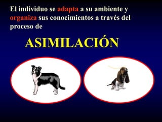 El individuo se adapta a su ambiente y
organiza sus conocimientos a través del
proceso de

    ASIMILACIÓN
 
