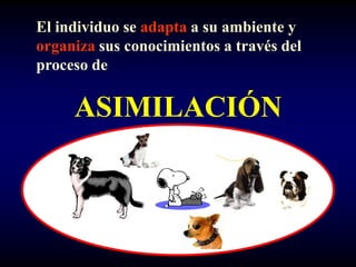 El individuo se adapta a su ambiente y
organiza sus conocimientos a través del
proceso de

     ASIMILACIÓN
 