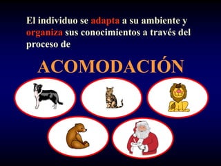 El individuo se adapta a su ambiente y
organiza sus conocimientos a través del
proceso de

  ACOMODACIÓN
 