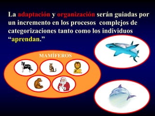 La adaptación y organización serán guiadas por
un incremento en los procesos complejos de
categorizaciones tanto como los individuos
“aprendan.”

          MAMÍFEROS
 