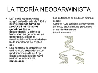 LA TEORÍA NEODARWINISTA
• La Teoría Neodarwinista         Las mutaciones se producen siempre
  surgió en la década de 1930 e   al azar.
  intenta explicar cómo se        Como el ADN contiene la información
  producen los cambios            genética, estos cambios producidos
  genéticos (en la                al azar se transmiten
  descendencia) y cómo se         hereditariamente.
  transmiten de generación en
  generación. Según el
  neodarwinismo, la variedad en
  la descendencia se explica
  así:
• Los cambios de caracteres en
  un individuo se producen por
  modificaciones de su ADN.
  Estas alteraciones del ADN
  reciben el nombre de
  mutaciones.
 