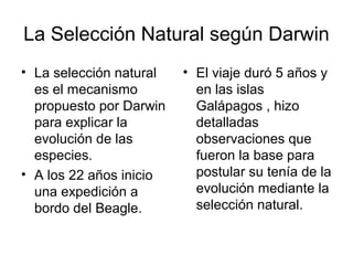 La Selección Natural según Darwin
• La selección natural   • El viaje duró 5 años y
  es el mecanismo          en las islas
  propuesto por Darwin     Galápagos , hizo
  para explicar la         detalladas
  evolución de las         observaciones que
  especies.                fueron la base para
• A los 22 años inicio     postular su tenía de la
  una expedición a         evolución mediante la
  bordo del Beagle.        selección natural.
 