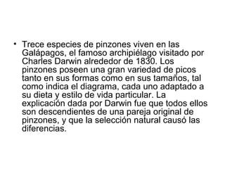 • Trece especies de pinzones viven en las
  Galápagos, el famoso archipiélago visitado por
  Charles Darwin alrededor de 1830. Los
  pinzones poseen una gran variedad de picos
  tanto en sus formas como en sus tamaños, tal
  como indica el diagrama, cada uno adaptado a
  su dieta y estilo de vida particular. La
  explicación dada por Darwin fue que todos ellos
  son descendientes de una pareja original de
  pinzones, y que la selección natural causó las
  diferencias.
 