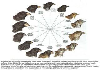 •Digamos que algunos pinzones llegaron a islas en las cuales había escasez de semillas, pero donde muchas larvas vivían bajo las
cortezas de los árboles. En una población en la que haya mucha variación, algunos tendrán picos más largos, otros más cortos,
que la media. Los pájaros que tendrían más información del tipo ‘pico largo’ podrían sobrevivir con aquellas larvas, y por
consiguiente es más probable que transmitirían la información a sus descendientes, mientras que los otros habrían muerto. De esta
forma, al actuar la selección en otras características al mismo tiempo, podría surgir un ‘pinzón carpintero’.
 