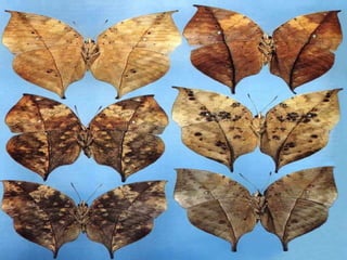 Teorias de-la-evolucion-de-los-seres-vivos