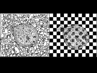 Teorias de-la-evolucion-de-los-seres-vivos