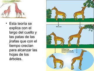 • Esta teoría se
  explica con el
  largo del cuello y
  las patas de las
  jirafas que con el
  tiempo crecían
  para alcanzar las
  hojas de los
  árboles.
 