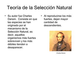 Teoría de la Selección Natural
• Su autor fue Charles      • Al reproducirse los más
  Darwin. Consiste en que     fuertes, dejan mayor
  las especies se han         cantidad de
  originado por el            descendientes.
  mecanismo de la
  Selección Natural, es
  decir, aquellos
  organismos más fuertes
  sobreviven y los más
  débiles tienden a
  desaparecer.

                                        Charles Darwin
 