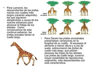 • Para Lamarck, los
  descendientes de las jirafas
  nacían con cuellos más
  largos (carácter adquirido),
  los que siguieron
  alargándose a causa de los
  nuevos esfuerzos para
  alcanzar el follaje de los
  árboles. Como
  consecuencia de este
  continuo esfuerzo, las
  jirafas actuales tienen el
  cuello largo.                  •   Para Darwin las jirafas ancestrales
                                     presentaban variaciones en la
                                     longitud de su cuello. Al escasear el
                                     alimento a menor altura y a ras de
                                     suelo, sobrevivieron las jirafas de
                                     cuello más largo, que podían
                                     alcanzar las hojas de los árboles.
                                     Las jirafas de cuello largo, tuvieron
                                     mayor posibilidad de reproducirse,
                                     originando, más descendientes con
                                     esta característica.
 