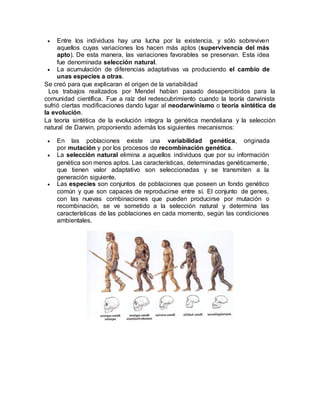  Entre los individuos hay una lucha por la existencia, y sólo sobreviven
aquellos cuyas variaciones los hacen más aptos (supervivencia del más
apto). De esta manera, las variaciones favorables se preservan. Esta idea
fue denominada selección natural.
 La acumulación de diferencias adaptativas va produciendo el cambio de
unas especies a otras.
Se creó para que explicaran el origen de la variabilidad
Los trabajos realizados por Mendel habían pasado desapercibidos para la
comunidad científica. Fue a raíz del redescubrimiento cuando la teoría darwinista
sufrió ciertas modificaciones dando lugar al neodarwinismo o teoría sintética de
la evolución.
La teoría sintética de la evolución integra la genética mendeliana y la selección
natural de Darwin, proponiendo además los siguientes mecanismos:
 En las poblaciones existe una variabilidad genética, originada
por mutación y por los procesos de recombinación genética.
 La selección natural elimina a aquellos individuos que por su información
genética son menos aptos. Las características, determinadas genéticamente,
que tienen valor adaptativo son seleccionadas y se transmiten a la
generación siguiente.
 Las especies son conjuntos de poblaciones que poseen un fondo genético
común y que son capaces de reproducirse entre sí. El conjunto de genes,
con las nuevas combinaciones que pueden producirse por mutación o
recombinación, se ve sometido a la selección natural y determina las
características de las poblaciones en cada momento, según las condiciones
ambientales.
 