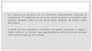 • La impronta se produce en un momento determinado cercano al
nacimiento. Por ejemplo en las aves como el ganso o los patos este
período sensible crítico es de 24-48 horas después de haber salido
del huevo.
• A partir de ese momento, el patito o el ganso aprende a seguir a
todos lados a su madre, que generalmente será el animal grande
más cercano que se encontrará.
 