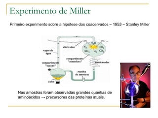 Experimento de Miller Primeiro experimento sobre a hipótese dos coacervados – 1953 – Stanley Miller Nas amostras foram observadas grandes quantias de aminoácidos  -> precursores das proteínas atuais. 