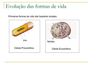 Evolução das formas de vida Primeiras formas de vida são bastante simples. DNA Célula Procariótica Núcleo Célula Eucariótica 
