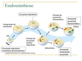Endossimbiose Invaginação da membrana Eucarioto heterótrofo Entrada de procarioto aeróbio heterótrofo Mitocôndria Ancestral heterótrofo eucarioto Entrada de procarioto fotossintético Plasto Procarioto heterótrofo anaeróbios (fermentadores) Ancestral eucarioto fotossintético 