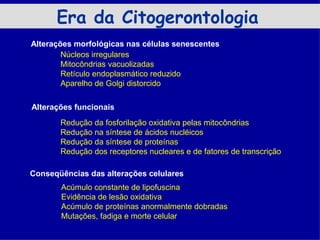 Era da Citogerontologia
Alterações morfológicas nas células senescentes
        Núcleos irregulares
        Mitocôndrias vacuolizadas
        Retículo endoplasmático reduzido
        Aparelho de Golgi distorcido

Alterações funcionais
       Redução da fosforilação oxidativa pelas mitocôndrias
       Redução na síntese de ácidos nucléicos
       Redução da síntese de proteínas
       Redução dos receptores nucleares e de fatores de transcrição

Conseqüências das alterações celulares
       Acúmulo constante de lipofuscina
       Evidência de lesão oxidativa
       Acúmulo de proteínas anormalmente dobradas
       Mutações, fadiga e morte celular
 