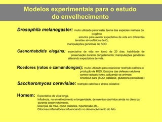 Modelos experimentais para o estudo
            do envelhecimento
Drosophila melanogaster: muito utilizada para testar teoria das espécies reativas do
                                                        oxigênio
                                             estudos para avaliar expectativa de vida em diferentes
                                          tensões atmosféricas de O2
                                     manipulações genéticas de SOD

Caenorhabditis elegans:              expectativa de vida em torno de 20 dias; habilidade de
                                        preservação durante congelamento; manipulações genéticas
                                     alterando expectativa de vida.


Roedores (ratos e camundongos): muito utilizado para relacionar restrição calórica e
                                               produção de ROS. Estudos das defesas celulares
                                               contra radicais livres, utilizando-se animais
                                               knockout para (SOD, catalase, glutationa peroxidase)

Saccharomyces cerevisiae: restrição calórica e stress oxidativo

Homem:       Expectativa de vida longa.
             Influência, no envelhecimento e longevidade, de eventos ocorridos ainda no útero ou
             durante desenvolvimento.
             Doenças da mãe, como diabetes, hipertensão,etc..
             Citocinas inflamatórias influenciando no desenvolvimento do feto.
 