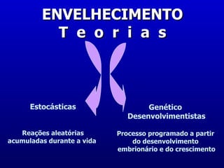 ENVELHECIMENTO
           T e o r i a s



      Estocásticas                  Genético
                               Desenvolvimentistas

   Reações aleatórias       Processo programado a partir
acumuladas durante a vida       do desenvolvimento
                            embrionário e do crescimento
 
