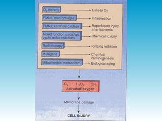 Figuras 1-24 do Rubin
 