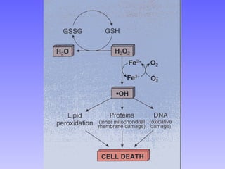 Figuras 1-28 do Rubin
 