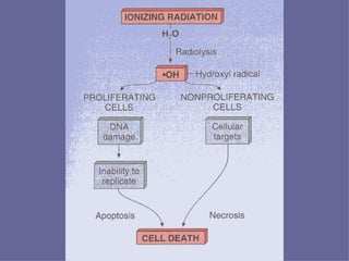 Figuras 1-29 do Rubin
 
