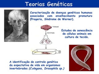 Teorias Genéticas
               Caracterização de doenças genéticas humanas
               associadas com envelhecimento prematuro
               (Progeria, Síndrome de Werner).



                                       Estudos de senescência
                                        de células animais em
                                         cultura de tecido.




A identificação de controle genético
da expectativa de vida em organismos
invertebrados (C.elegans, Drosophila sp.)
 