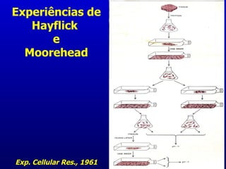 Experiências de
   Hayflick
       e
  Moorehead




Exp. Cellular Res., 1961
 