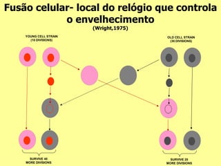 Fusão celular- local do relógio que controla
            o envelhecimento
                        (Wright,1975)
    YOUNG CELL STRAIN                   OLD CELL STRAIN
      (10 DIVISIONS)                     (30 DIVISIONS)




      SURVIVE 40                          SURVIVE 20
    MORE DIVISIONS                      MORE DIVISIONS
 