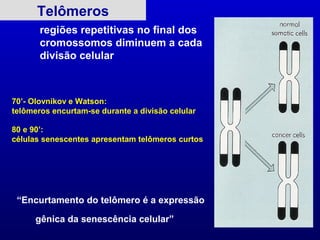 Telômeros
       regiões repetitivas no final dos
       cromossomos diminuem a cada
       divisão celular



70’- Olovnikov e Watson:
telômeros encurtam-se durante a divisão celular

80 e 90’:
células senescentes apresentam telômeros curtos




 “Encurtamento do telômero é a expressão

      gênica da senescência celular”
 