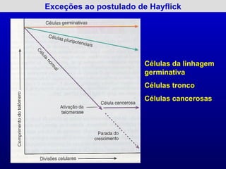 Exceções ao postulado de Hayflick




                        Células da linhagem
                        germinativa
                        Células tronco
                        Células cancerosas
 