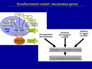 Envelhecimento celular: mecanismos gerais
 