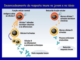 Desencadeamento da resposta imune no jovem e no idoso
 