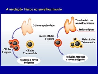 A involução tímica no envelhecimento
 