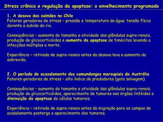 Stress crônico e regulação da apoptose: o envelhecimento programado

 1. A desova dos salmões no Chile
 Fatores geradores de stress – pressão e temperatura da água; tensão física
 durante a subida do rio.

 Consequências – aumento do tamanho e atividade das glândulas supra-renais,
 produção de glicocorticóides e aumento da apoptose de timócitos levando a
 infecções múltiplas e morte.

 Experiência – retirada de supra-renais antes da desova leva a aumento da
 sobrevida.


 2. O período de acasalamento dos camundongos marsupiais da Austrália
 Fatores geradores de stress – alto índice de predadores (gato selvagem).

 Consequências – aumento do tamanho e atividade das glândulas supra-renais,
 produção de glicocorticóides, aparecimento de tumores nos órgãos linfóides e
 diminuição da apoptose de células tumorais.

 Experiência – retirada de supra-renais antes da migração para os campos de
 acasalamento posterga o aparecimento dos tumores.
 