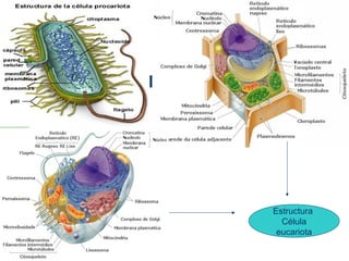 Estructura
Célula
eucariota
 