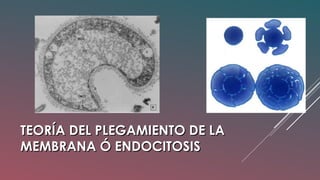 TEORÍA DEL PLEGAMIENTO DE LATEORÍA DEL PLEGAMIENTO DE LA
MEMBRANA Ó ENDOCITOSISMEMBRANA Ó ENDOCITOSIS
 