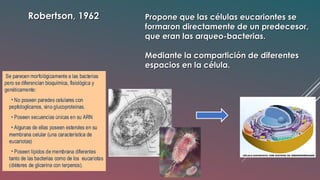 Robertson, 1962Robertson, 1962 Propone que las células eucariontes sePropone que las células eucariontes se
formaron directamente de un predecesor,formaron directamente de un predecesor,
que eran las arqueo-bacterias.que eran las arqueo-bacterias.
Mediante la compartición de diferentesMediante la compartición de diferentes
espacios en la célula.espacios en la célula.
 